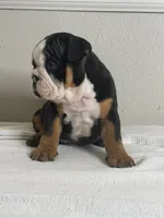 Cookie, a female English Bulldog for sale in Bartow, FL – 3 of 5