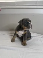 Blue Berry , a female English Bulldog for sale in Bartow, FL – 4 of 4