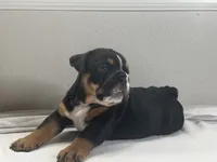 Biscuit , a male English Bulldog for sale in Bartow, FL – 3 of 4