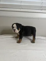 Cookie, a female English Bulldog for sale in Bartow, FL – 4 of 5
