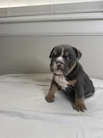 Blue Berry , a female English Bulldog for sale in Bartow, FL – 3 of 4