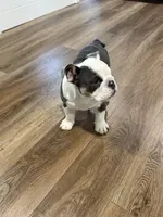 Star, a female English Bulldog for sale in Bartow, FL – Photo 3 of 5