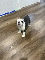 Star, a female English Bulldog for sale in Bartow, FL – Photo 5 of 5