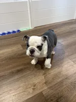 Star, a female English Bulldog for sale in Bartow, FL – Photo 2 of 5