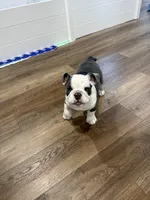 Star, a female English Bulldog for sale in Bartow, FL – Photo 4 of 5