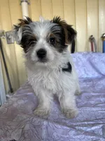 Rumi, a female Yorkshire Terrier and Biewer for sale in Whitehall, PA – 6 of 6