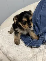 Taz, a male Yorkshire Terrier and Biewer for sale in Whitehall, PA – 2 of 3