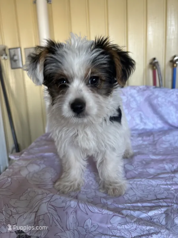 Rumi – Yorkshire Terrier, Biewer puppy for sale in Whitehall, PA