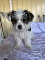 Rumi, a female Yorkshire Terrier and Biewer for sale in Whitehall, PA – 1 of 6