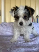 Rumi, a female Yorkshire Terrier and Biewer for sale in Whitehall, PA – 5 of 6