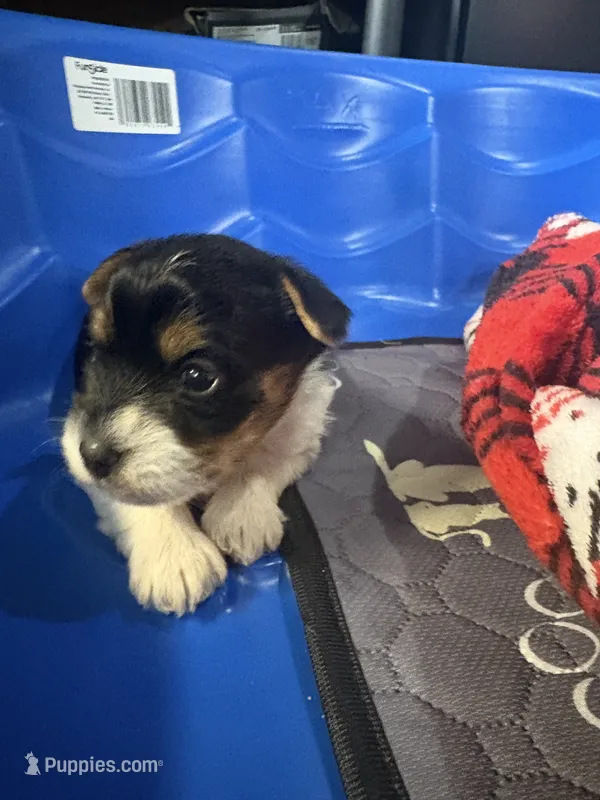 Lola – Yorkshire Terrier puppy for sale in Whitehall, PA