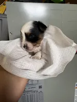 Leo, a male Yorkshire Terrier for sale in Whitehall, PA – 3 of 3