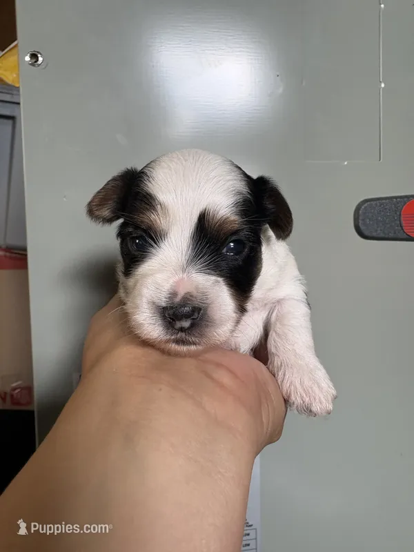 Leo – Yorkshire Terrier puppy for sale in Whitehall, PA