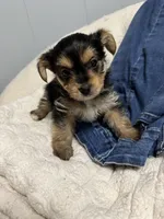 Taz, a male Yorkshire Terrier and Biewer for sale in Whitehall, PA – 3 of 3