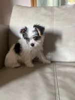 Rumi, a female Yorkshire Terrier and Biewer for sale in Whitehall, PA – 2 of 6