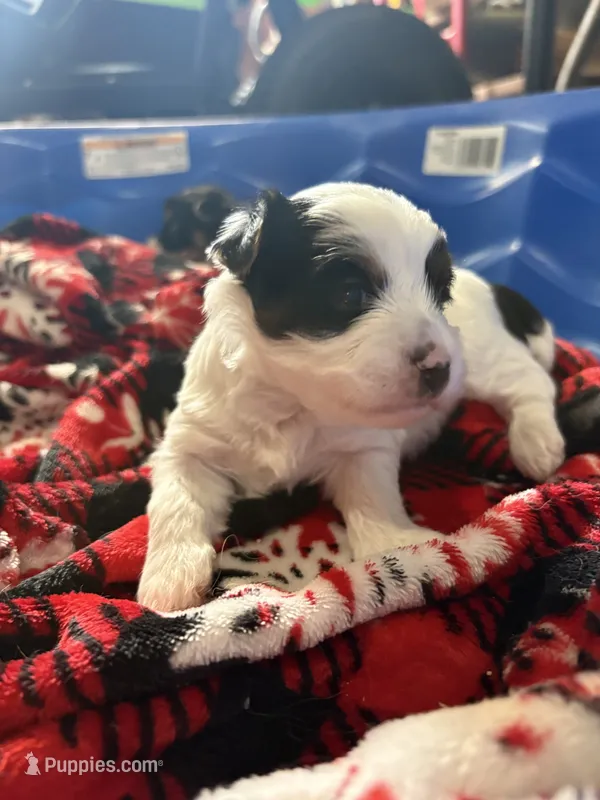 Lani – Yorkshire Terrier puppy for sale in Whitehall, PA