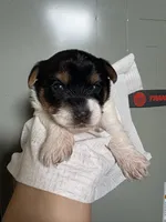 Lola, a female Yorkshire Terrier for sale in Whitehall, PA – 2 of 4