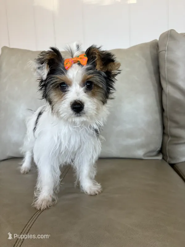 Rumi – Yorkshire Terrier, Biewer puppy on hold in Whitehall, PA