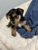 Taz, a male Yorkshire Terrier and Biewer for sale in Whitehall, PA – 1 of 3