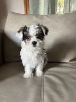 Rumi, a female Yorkshire Terrier and Biewer for sale in Whitehall, PA – 4 of 6