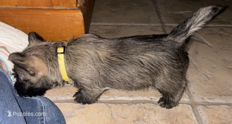 Yellow Collar - Yaudel  – Cairn Terrier puppy for sale in Peoria, AZ