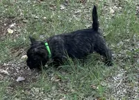 Neon Green Collar - Nelly , a male Cairn Terrier for sale in Peoria, AZ – 1 of 1