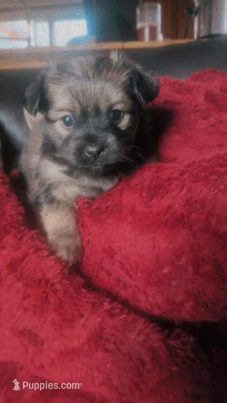 Coco – Pomeranian, Pug puppy for sale in Camden, NY