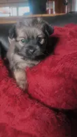Coco, a female Pomeranian and Pug for sale in Camden, NY – 1 of 1