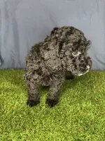 Boy 1, a male Miniature Goldendoodle for sale in Atlanta, GA – 3 of 10