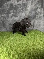 Boy 4, a male Goldendoodle for sale in Atlanta, GA – 4 of 9