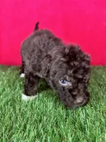 Girl 2, a female Goldendoodle for sale in Atlanta, GA – 3 of 8
