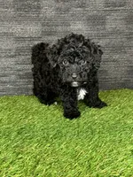Leo, a male Yorkipoo for sale in Atlanta, GA – 4 of 5