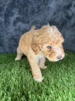 Boy 3, a male Goldendoodle for sale in Atlanta, GA – 6 of 10