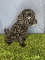Boy 1, a male Miniature Goldendoodle for sale in Atlanta, GA – 8 of 10