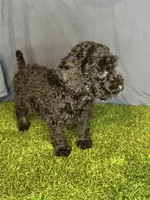 Boy 1, a male Miniature Goldendoodle for sale in Atlanta, GA – 6 of 10