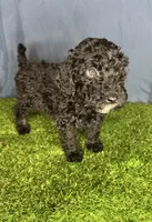 Boy 1, a male Miniature Goldendoodle for sale in Atlanta, GA – 10 of 10