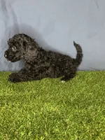 Boy 1, a male Miniature Goldendoodle for sale in Atlanta, GA – 9 of 10