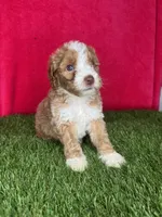 Girl 3, a female Goldendoodle for sale in Atlanta, GA – 6 of 8
