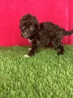Girl 2, a female Goldendoodle for sale in Atlanta, GA – 7 of 8