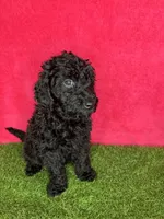 Girl 3, a female Goldendoodle for sale in Atlanta, GA – 7 of 9
