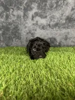 Boy 4, a male Goldendoodle for sale in Atlanta, GA – 6 of 9