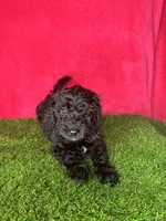 Girl 1, a female Miniature Goldendoodle for sale in Atlanta, GA – 10 of 10