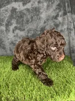 Boy 2 , a male Goldendoodle for sale in Atlanta, GA – 3 of 8