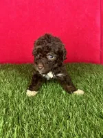 Girl 2, a female Goldendoodle for sale in Atlanta, GA – 4 of 8