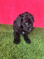 Girl 1, a female Miniature Goldendoodle for sale in Atlanta, GA – 9 of 10