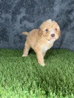 Boy 3, a male Goldendoodle for sale in Atlanta, GA – 3 of 10