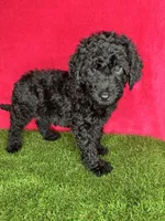 Girl 3, a female Goldendoodle for sale in Atlanta, GA – 5 of 9
