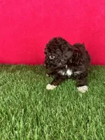 Girl 2, a female Goldendoodle for sale in Atlanta, GA – 8 of 8