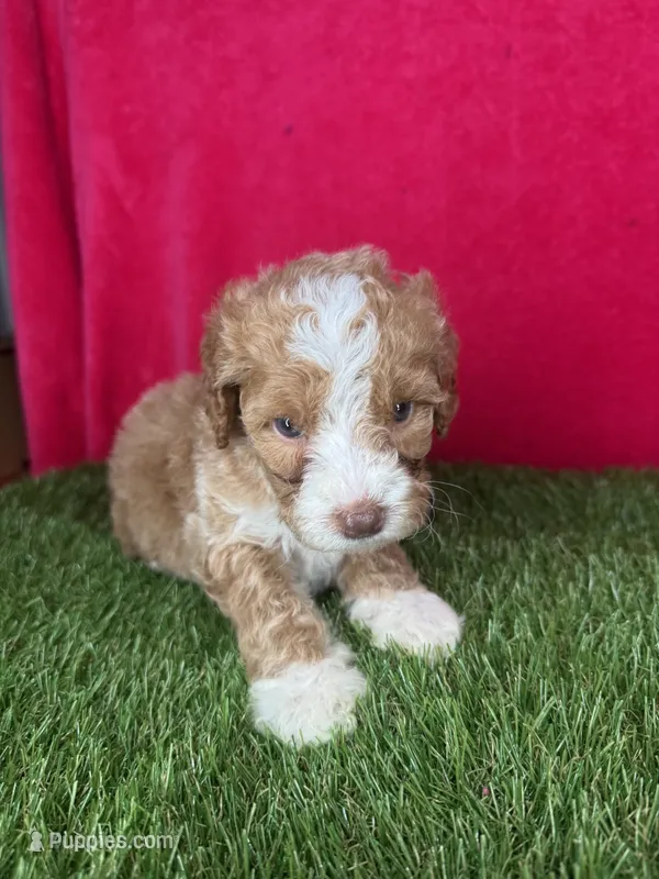 Girl 3 – Goldendoodle puppy for sale in Atlanta, GA