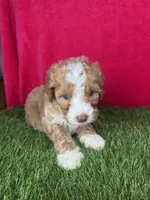 Girl 3, a female Goldendoodle for sale in Atlanta, GA – 1 of 8
